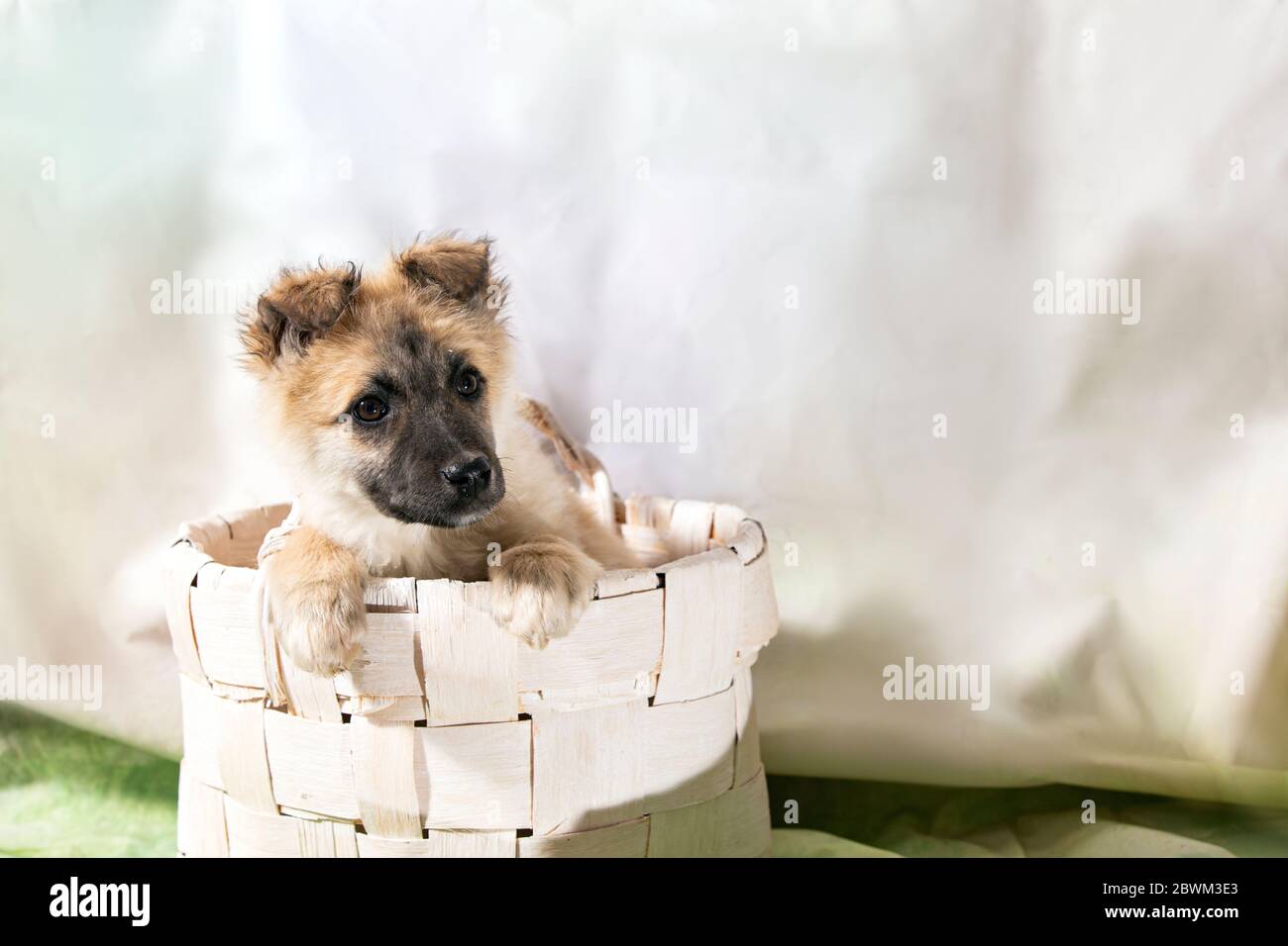 adorable petit chien sans abri de chiot regarde avec des yeux tristes avec l'espoir de trouver la maison et l'hôte. Banque D'Images
