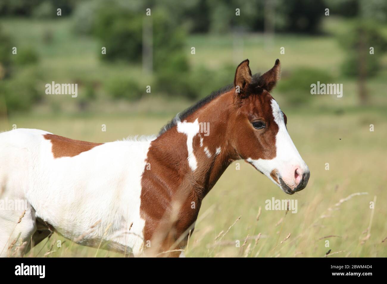 Incroyable peinture cheval foal regardant vous sur la paturrage Banque D'Images