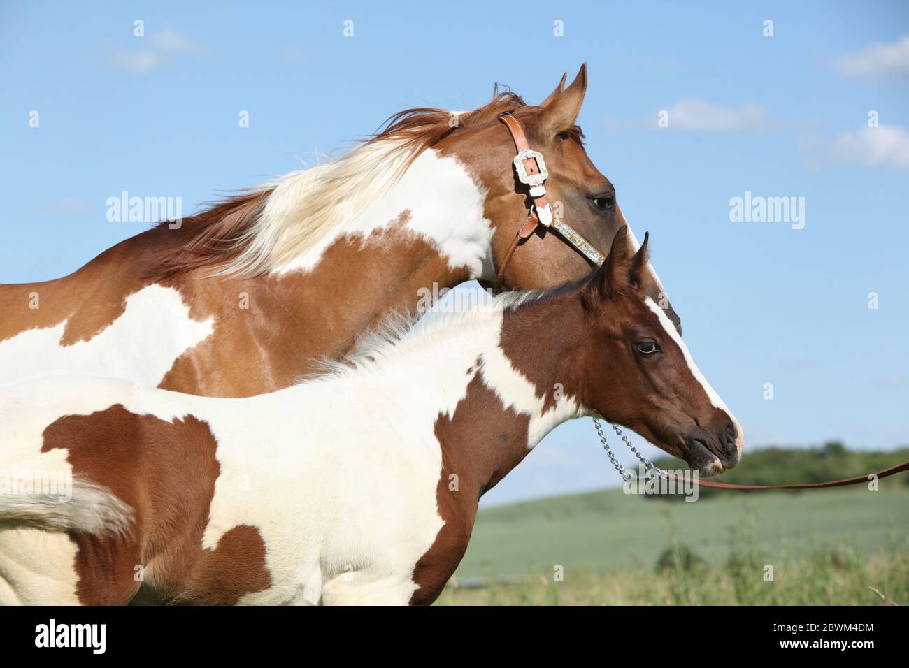 Paint la jument de cheval avec son poulain sur la paturrage Banque D'Images