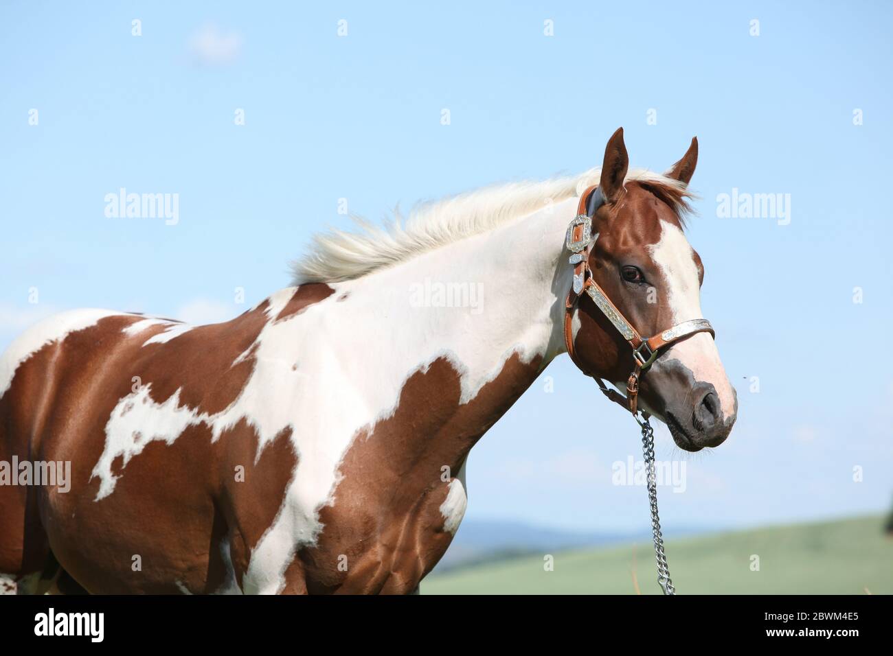 Portrait de beau cheval de peinture sur le pastage en été Banque D'Images