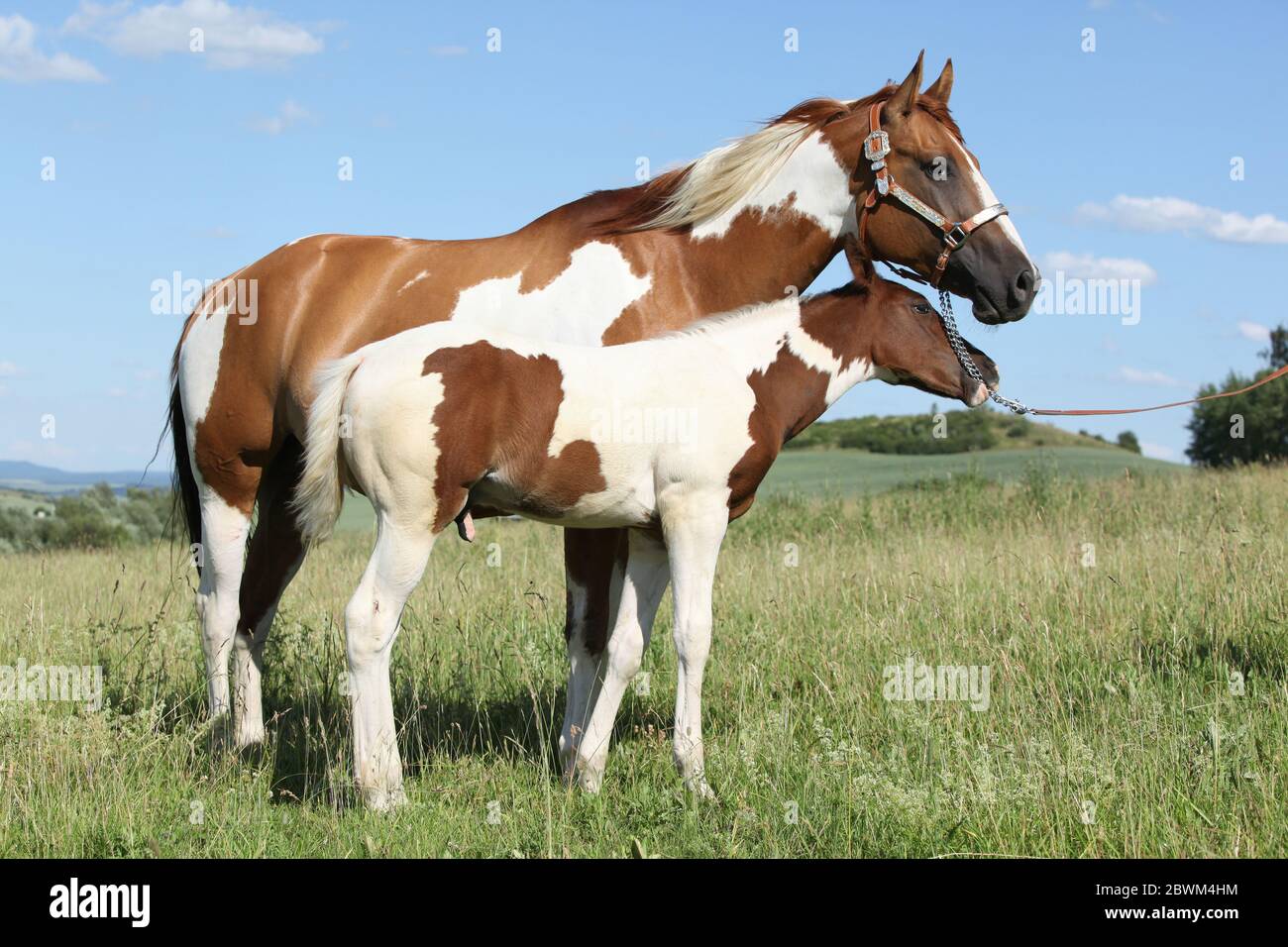 Paint la jument de cheval avec son poulain sur la paturrage Banque D'Images