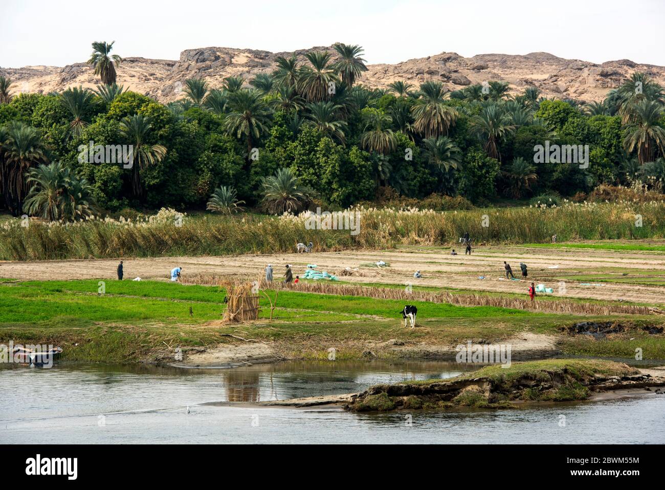 Ägitten, Nil zwischen Kom Ombo und Edfu, Landwirtschaft am Nilufer Banque D'Images