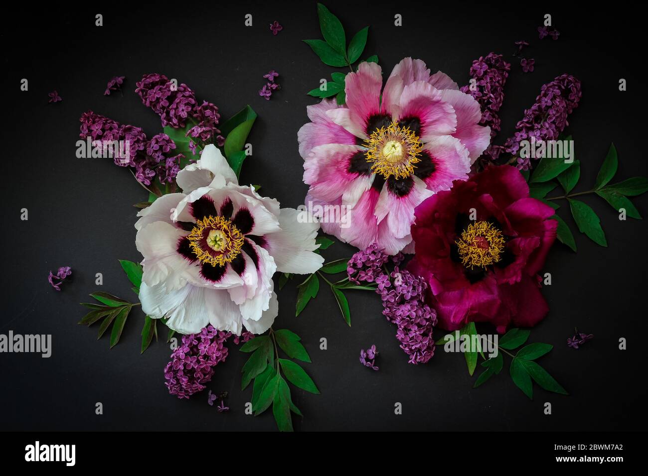 Arrangement floral avec des pivoines et des lilas sur fond noir Banque D'Images