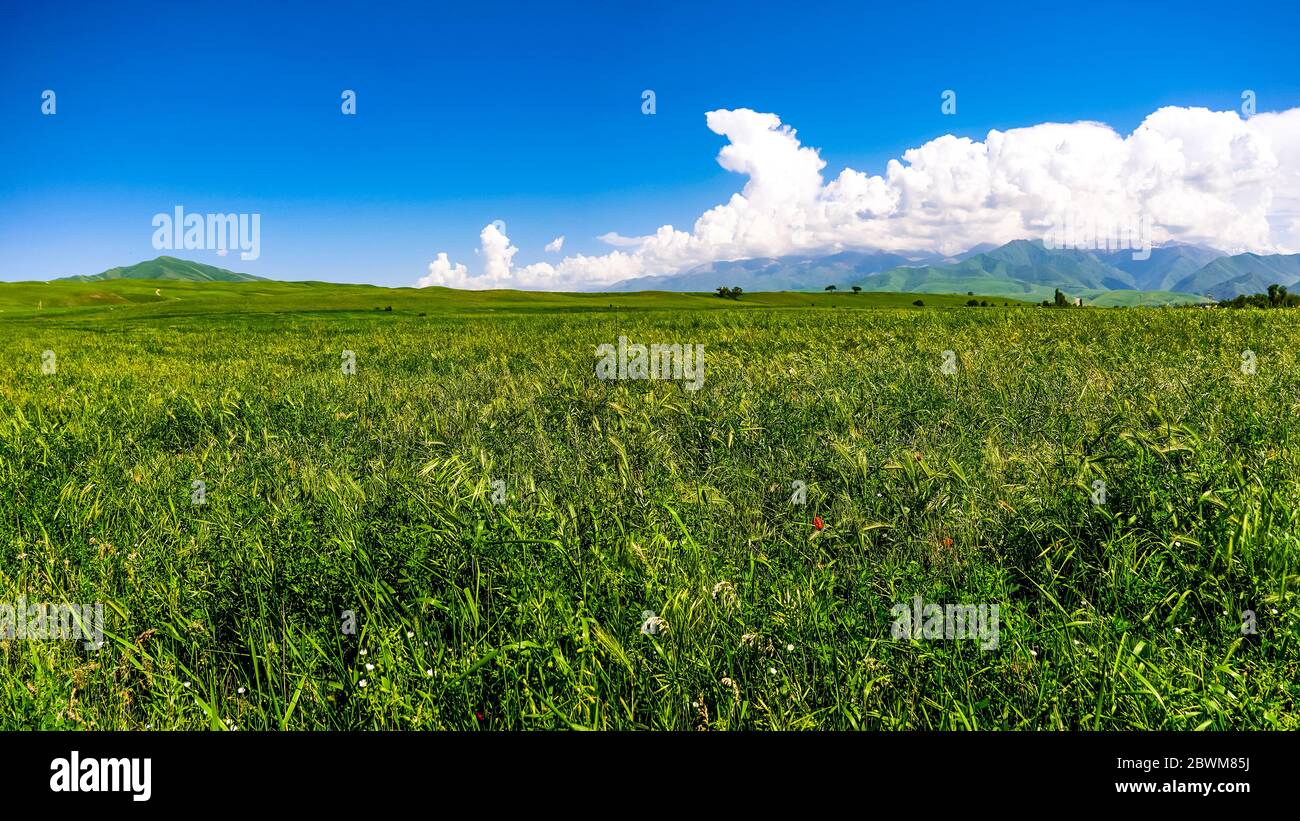 Panorama d'une vallée de montagne en été, vue aérienne. Coucher de soleil sur le conte des pics de montagne, nature extraordinaire, l'été dans les montagnes. Voyages, 2011-2012 Banque D'Images