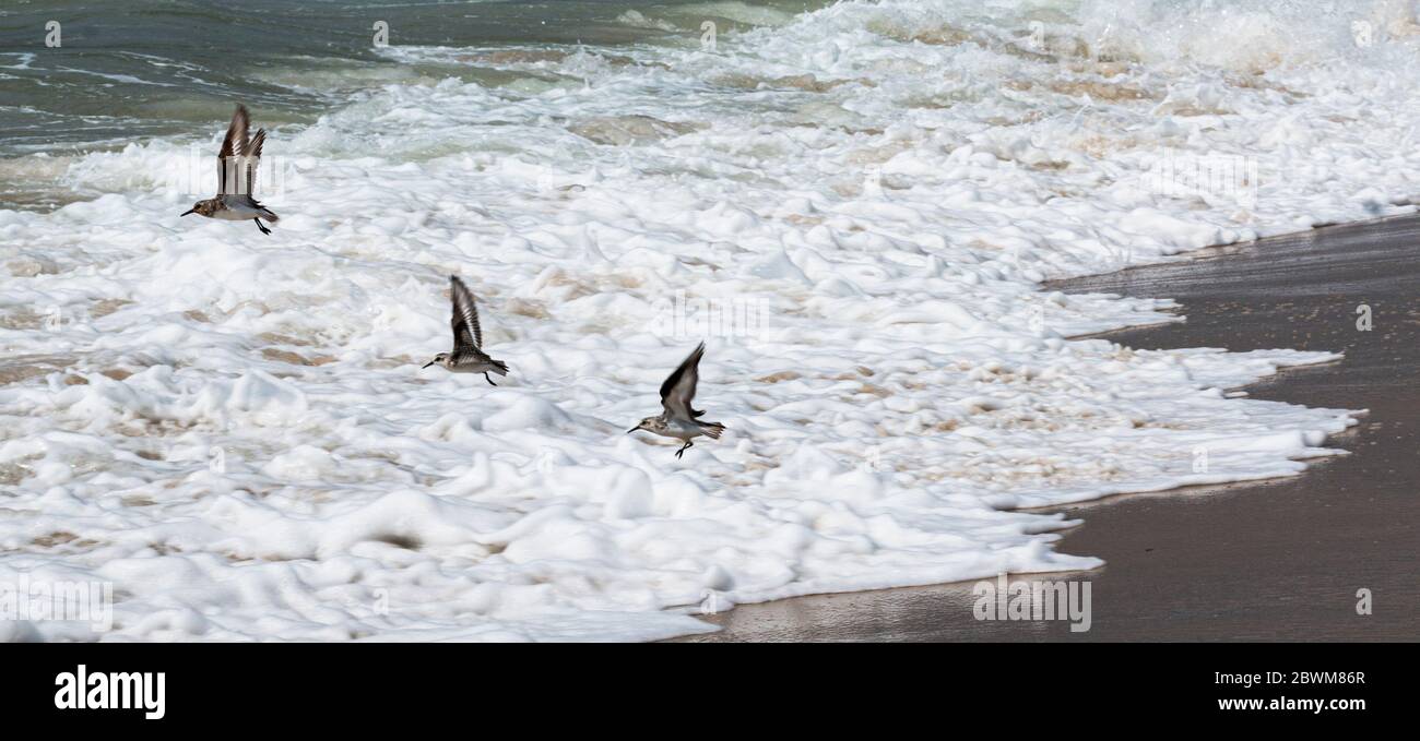 Trois piping se plantent sur le bord de la plage, en prenant et survolant les eaux de l'océan Atlantique sur Fire Island New York. Banque D'Images