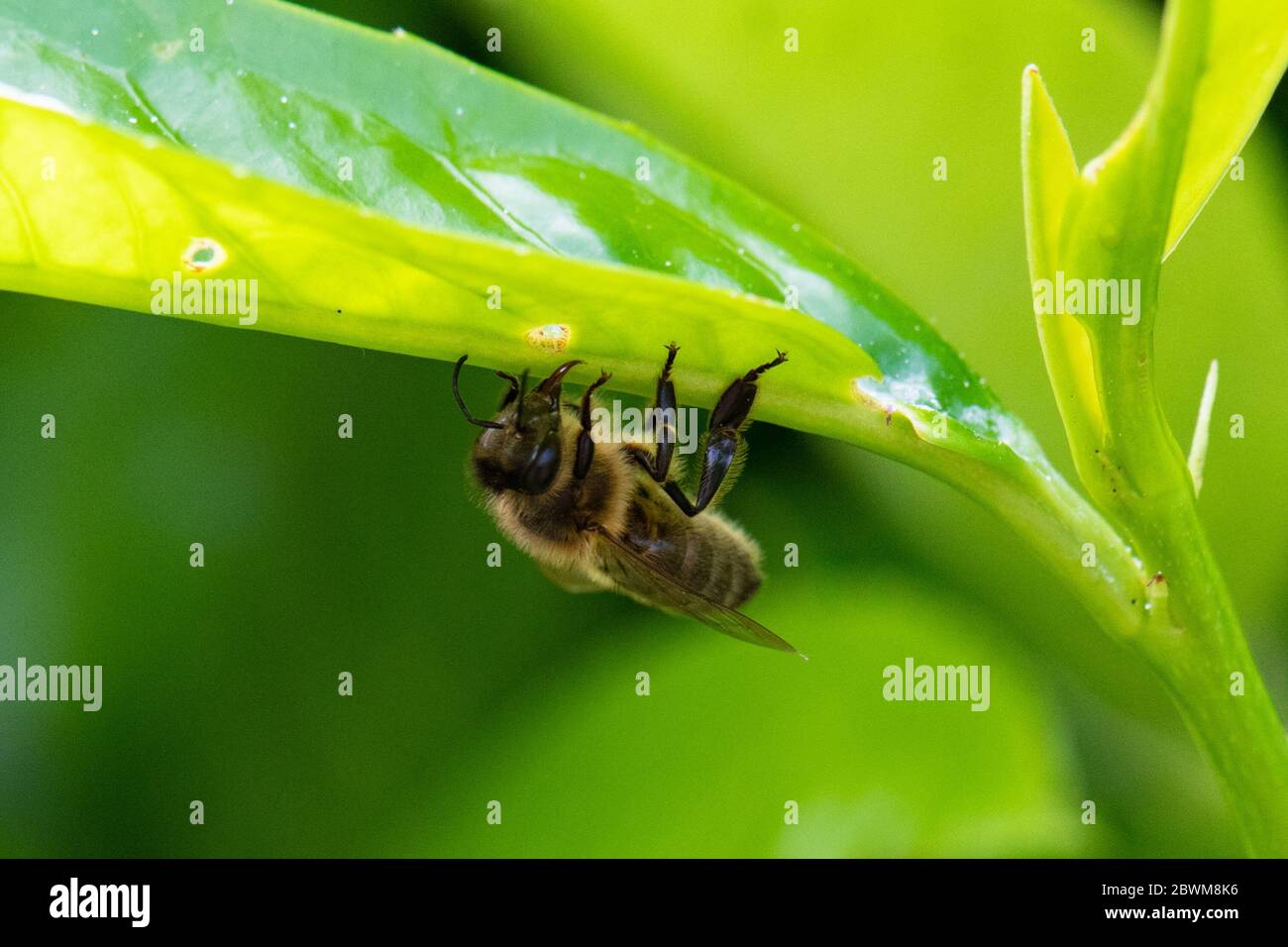 L'abeille se nourrissant du nectar de nactaries extra-florales sur une feuille de Laurier de cerise Banque D'Images