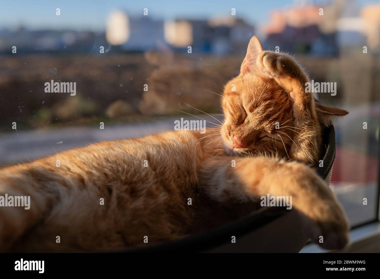 Chat Qui Leche Une Vitre Banque De Photographies Et D Images A Haute Resolution Alamy