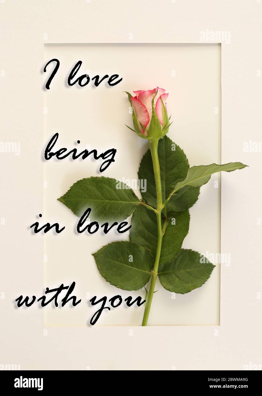 Frais Belle Fleur Rose Derriere Cadre En Papier Avec Signe Citation J Aime Etre Dans L Amour Avec Vous Saint Valentin Concept De Carte D Anniversaire Photo Stock Alamy