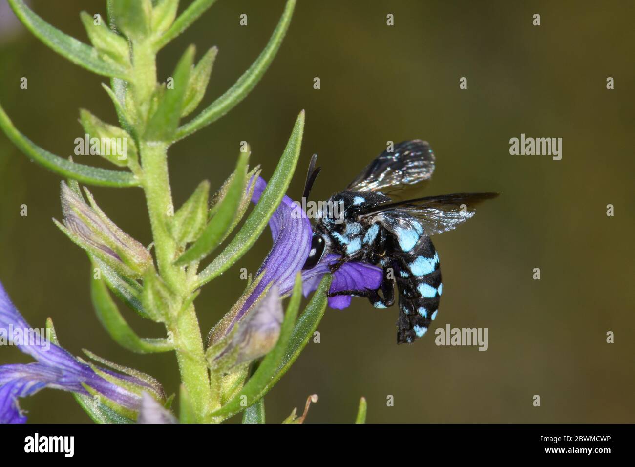 Cuckoo Bee à carreaux. Banque D'Images