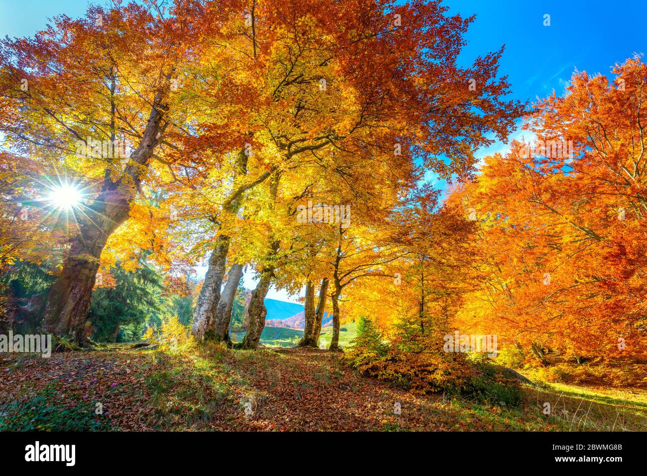 La saison d'automne dorée en forêt - feuilles vibrantes sur les arbres, temps ensoleillé et personne, paysage naturel d'automne réel Banque D'Images
