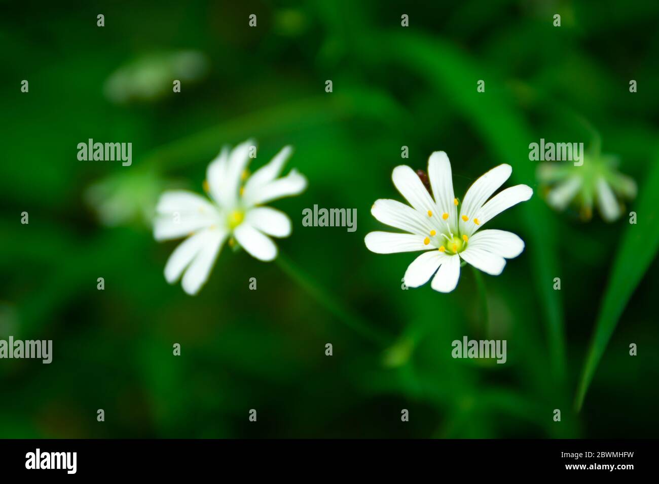 Fleurs de champs blancs de mauvaises herbes chiches en gros plan, fond vert, vue de printemps Banque D'Images