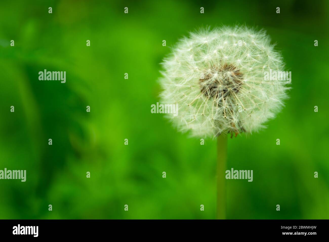 Pissenlit sur fond vert, vue sur le printemps, gros plan Banque D'Images