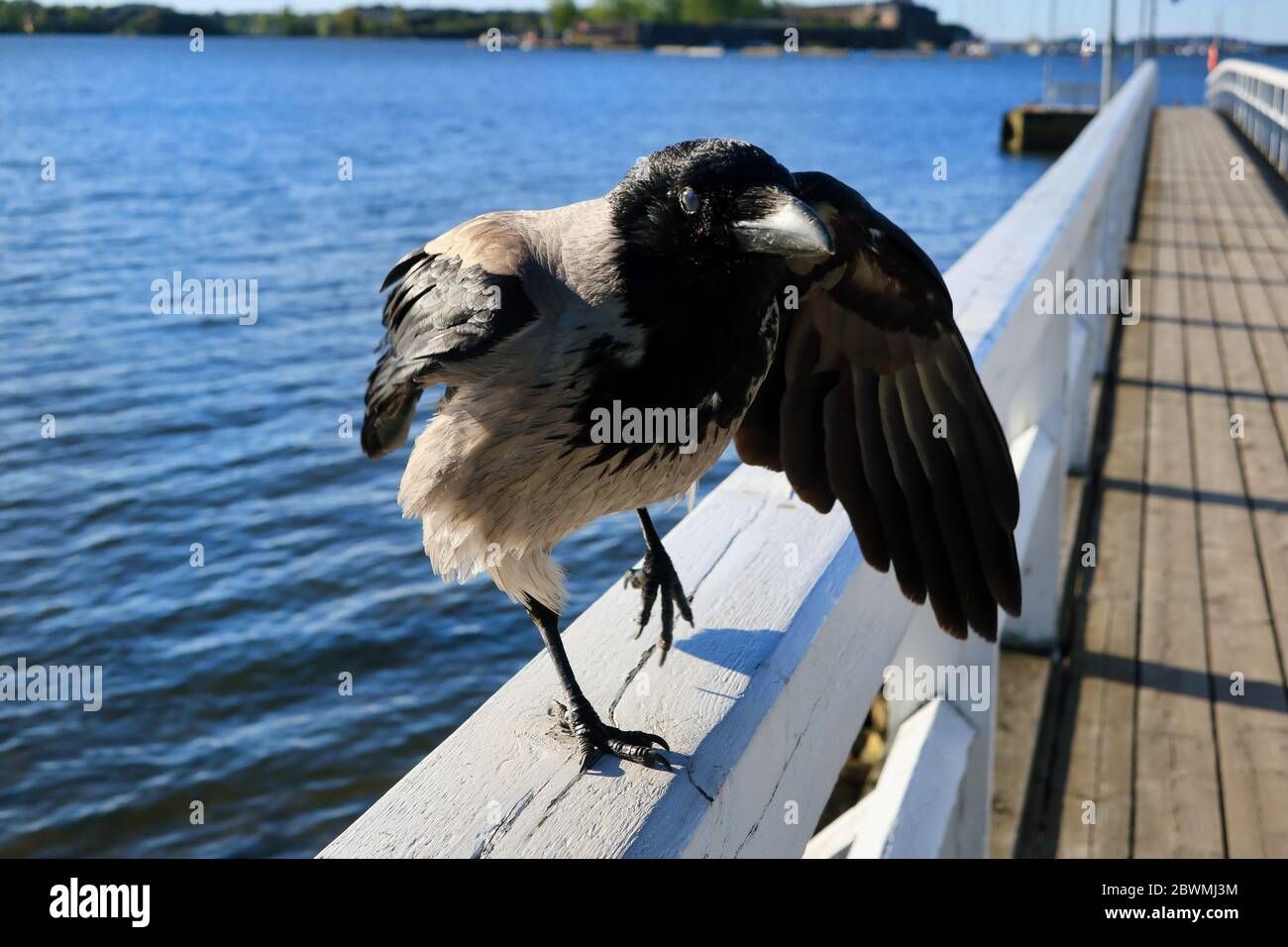 Corbeau à capuchon, Corvus cornix, debout sur un pied sur la rambarde de la jetée en bois. Pour les oiseaux, se tenir sur un pied aide à réguler la température corporelle. Banque D'Images