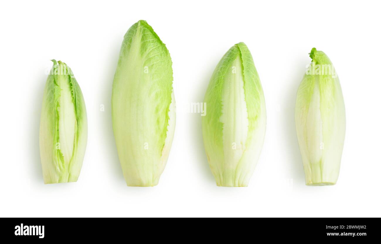 Endive fraîche (Cichorium endivia) avec de belles feuilles vertes douces isolées sur fond blanc, vue de dessus Banque D'Images