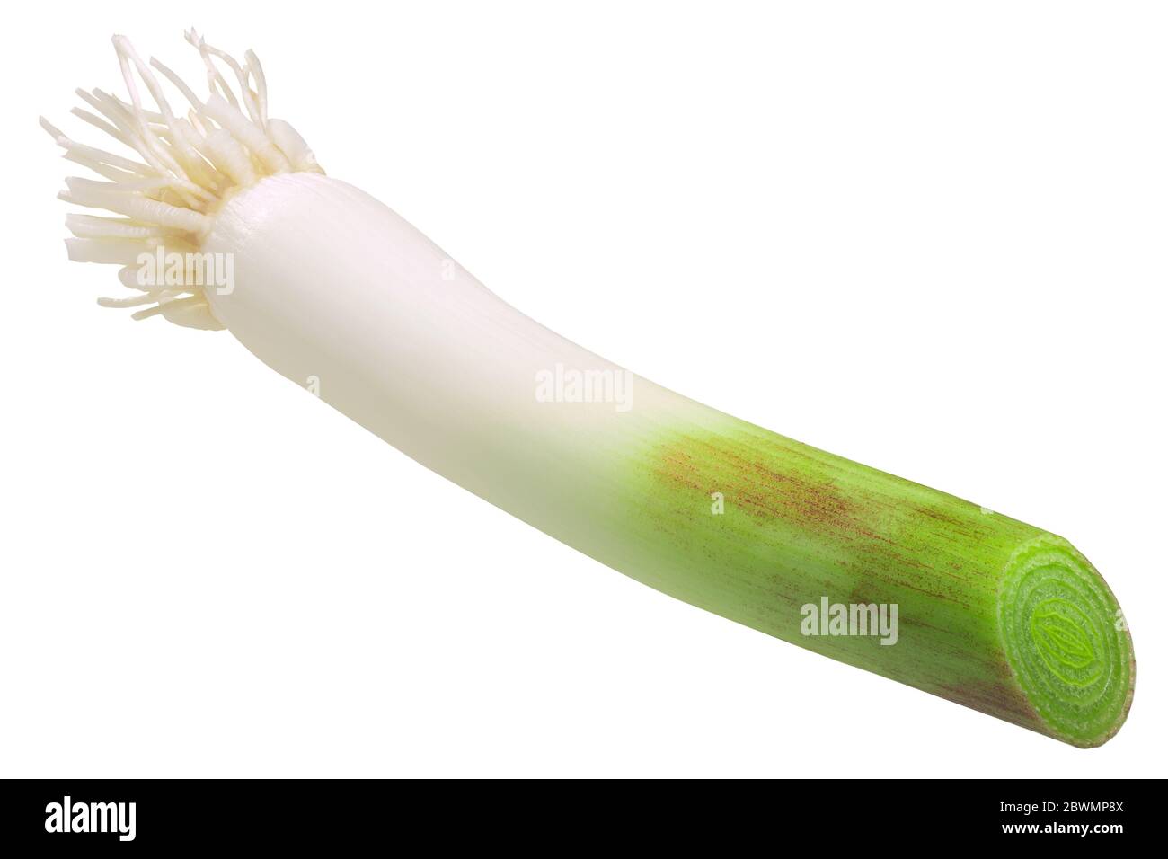 Tige d'ail verte (Allium sativum), isolée Banque D'Images