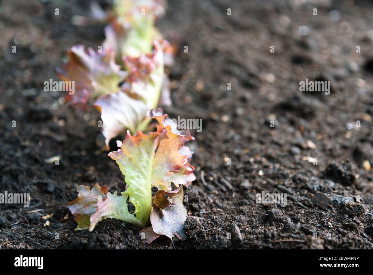 jeune laitue avec des feuilles rouges fraîchement plantées dans le sol brun foncé dans le potager, copier l'espace, gros plan avec le focus sélectionné et très narr Banque D'Images