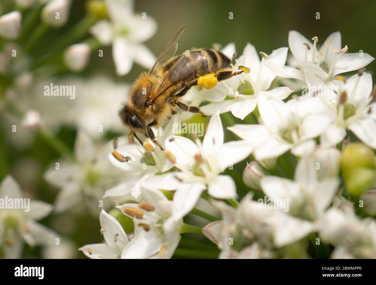 Abeille sur une fleur au printemps Banque D'Images