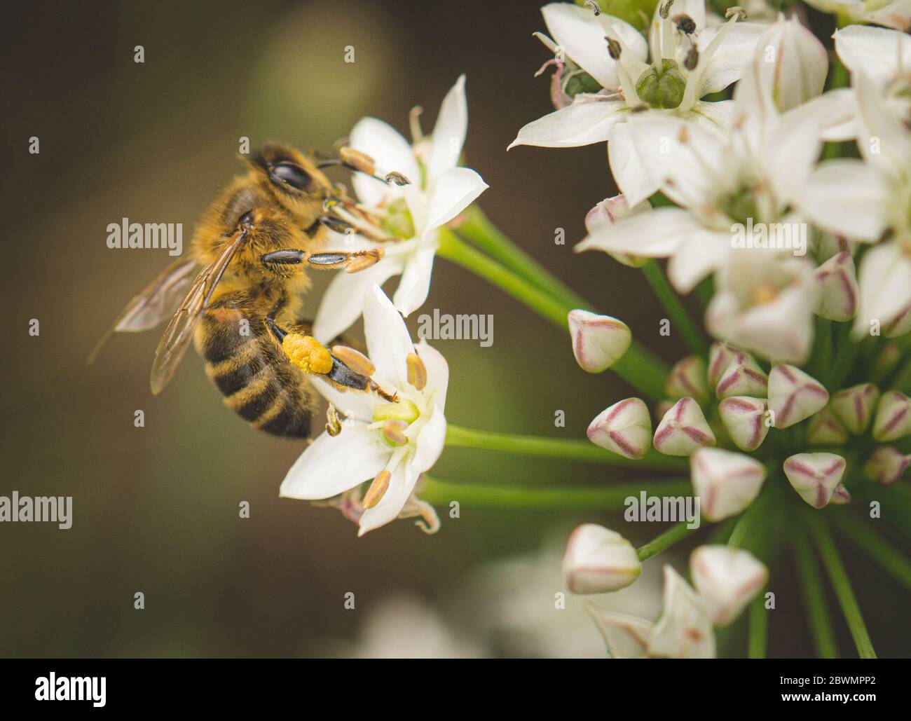 Abeille sur une fleur au printemps Banque D'Images