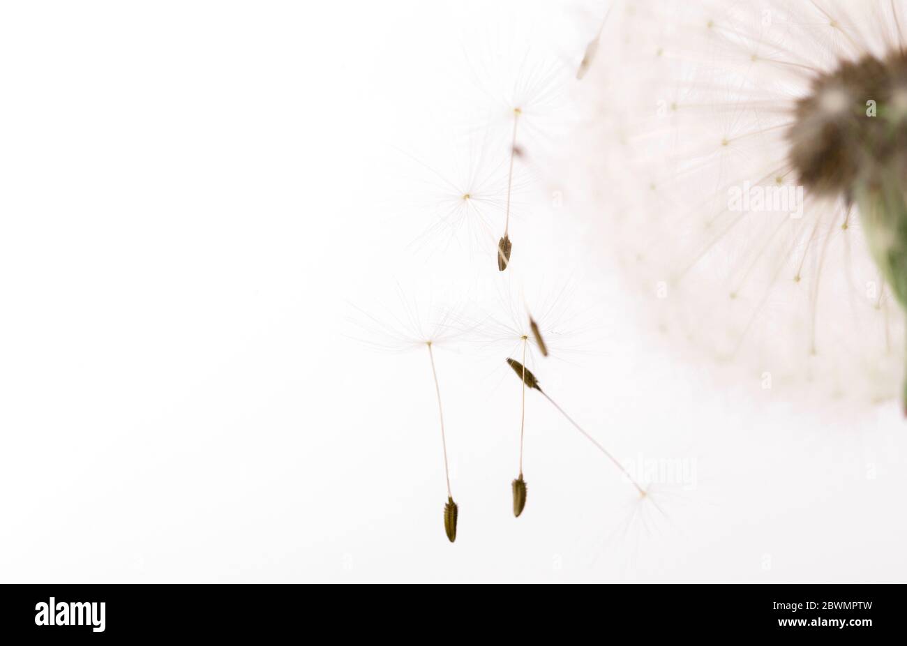 Macro d'un pissenlit moelleux, mise en page florale créative, horizontale. Banque D'Images