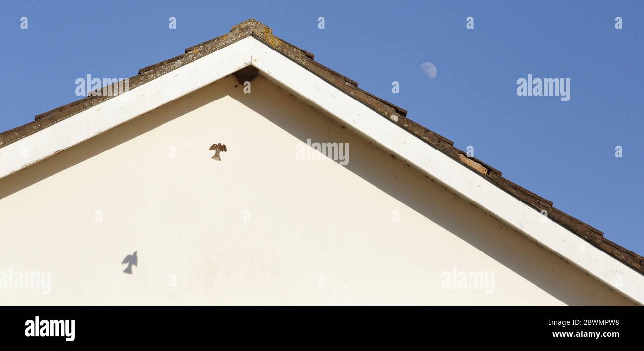 Un moineau commun volant à la maison martin nid. Ombre de l'oiseau en vol . Banque D'Images
