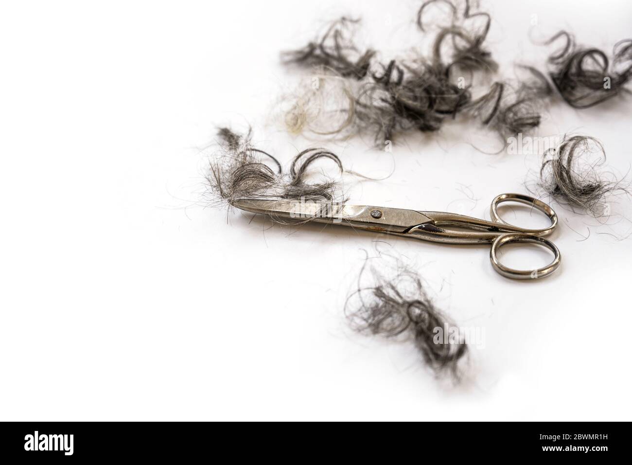 Les cheveux faits maison coupés, parce que les coiffeurs sont fermés en raison de coronavirus verrouillage, ciseaux et touffes de boucles sur un fond blanc, espace de copie, sel Banque D'Images