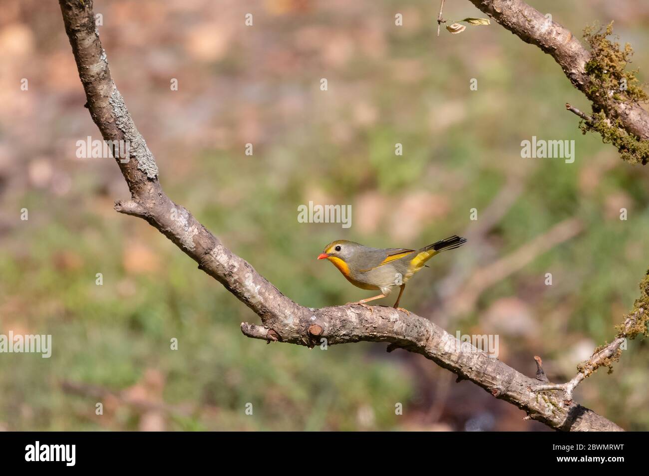 leiothrix à bec rouge (Leiothrix lutea) oiseau perçant sur l'arbre à Sattal Banque D'Images