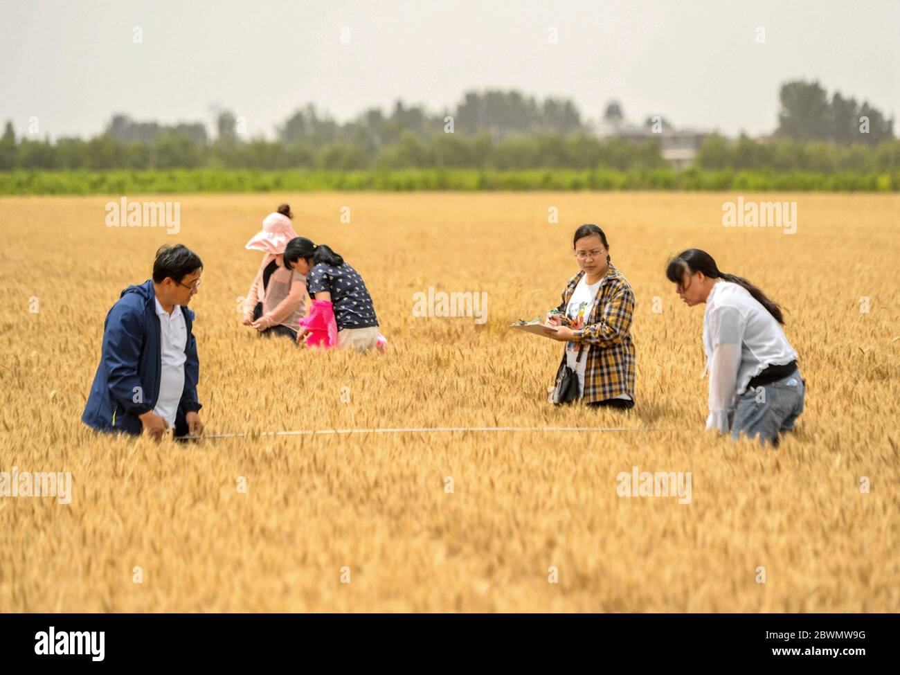 (200602) -- HANDAN, 2 juin 2020 (Xinhua) -- des techniciens agricoles effectuent une surveillance du rendement dans un champ de blé du village de Xidiqiu, dans le comté de Linzhang, à Handan, dans la province de Hebei, au nord de la Chine, le 2 juin 2020. Les techniciens agricoles ont effectué mardi à Linzhang une surveillance du rendement, étape de la récolte à grande échelle du blé. Les travaux de remappage mécanique du blé à Hebei dureront du 5 au 21 juin. (Xinhua/Wang Xiao) Banque D'Images