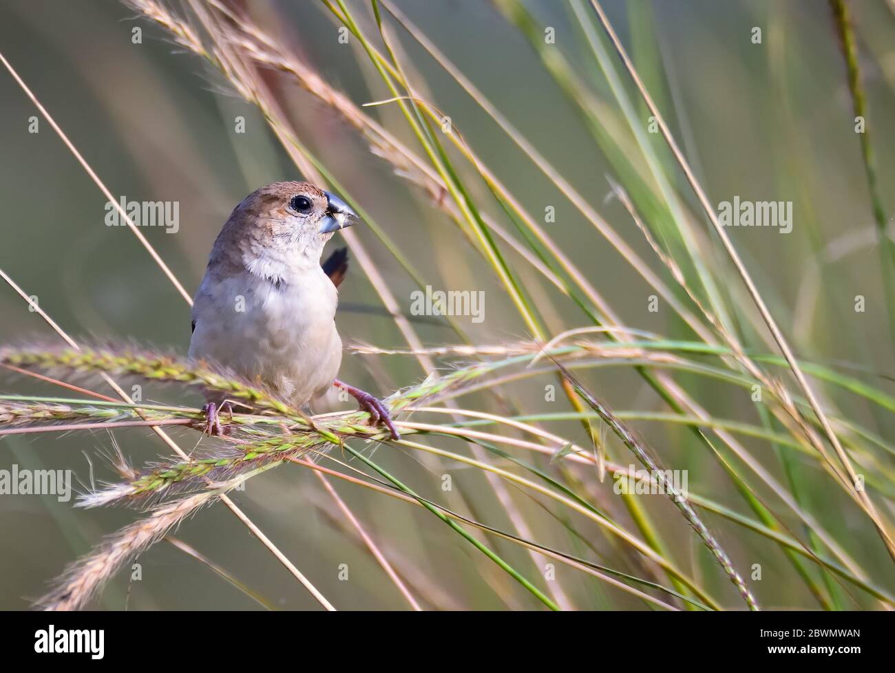 Le bec argenté indien ou la munia à gorge blanche est un petit oiseau de passereau trouvé dans le sous-continent indien Banque D'Images