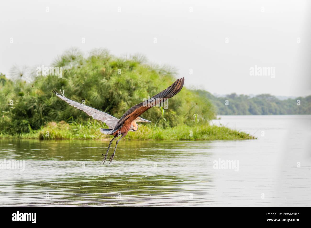 Goliath heron (Ardea goliath) en vol au-dessus du Nil, parc national de Murchison Falls, Ouganda. Banque D'Images