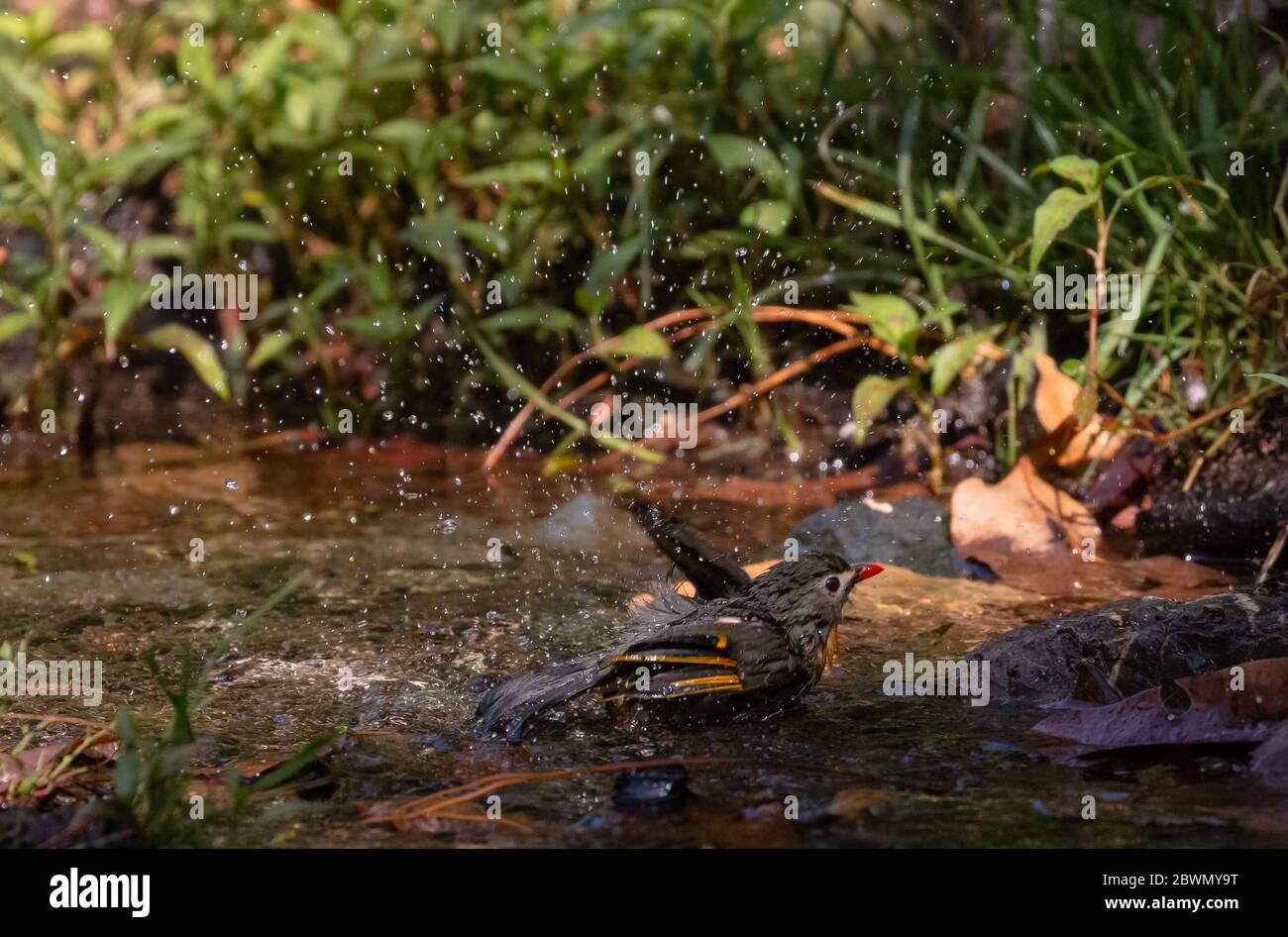 leiothrix à bec rouge (Leiothrix lutea) oiseau perçant sur l'arbre à Sattal Banque D'Images