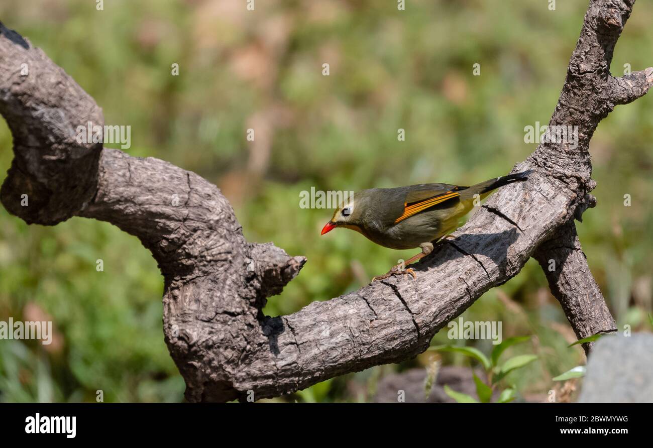 leiothrix à bec rouge (Leiothrix lutea) oiseau perçant sur l'arbre à Sattal Banque D'Images