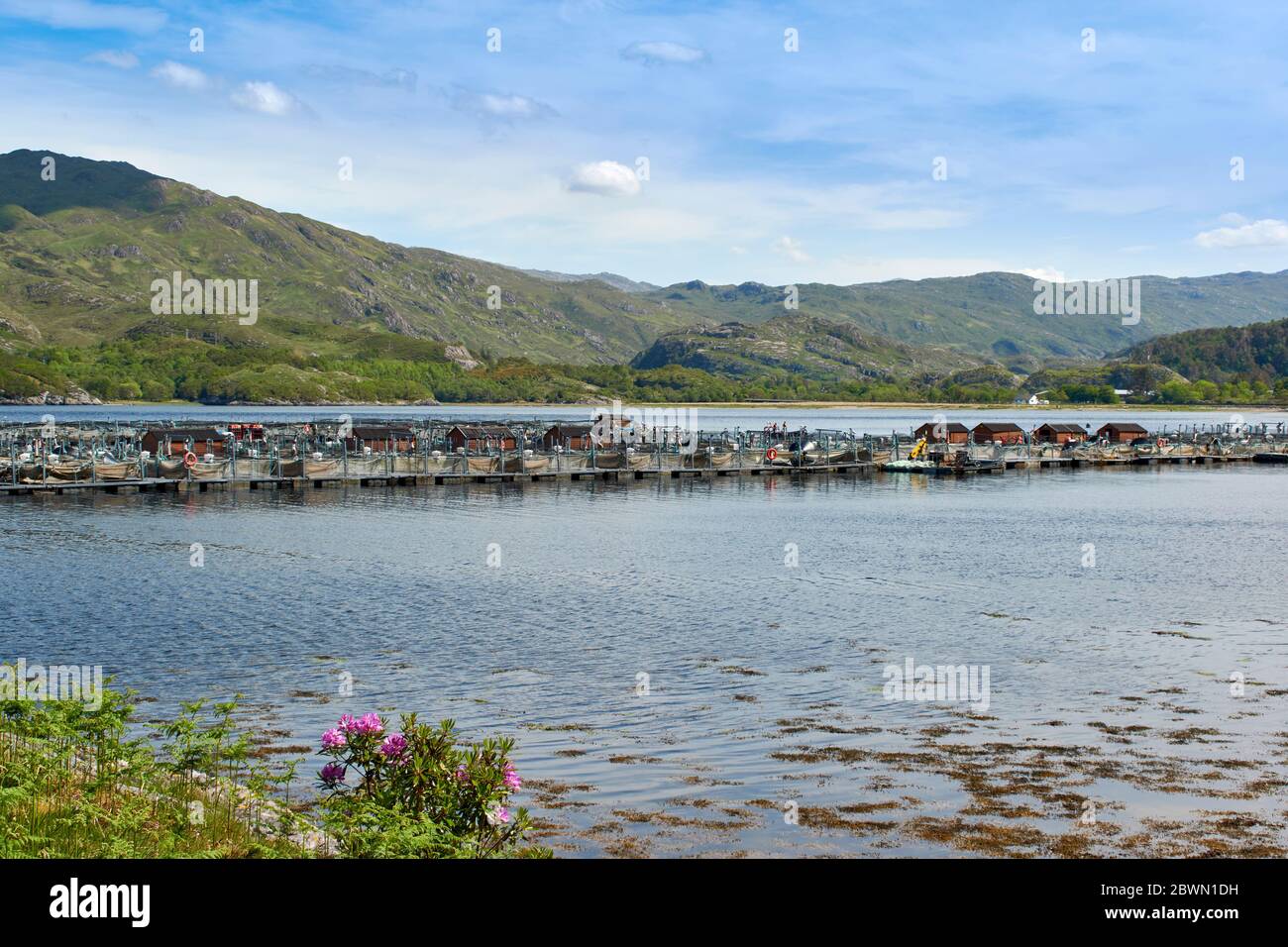 WEST COAST HIGHLANDS SCOTLAND UNE FERME DE PÊCHE AU SAUMON DANS SEA LOCH AILORT UNE GRANDE STATION PISCICOLE Banque D'Images