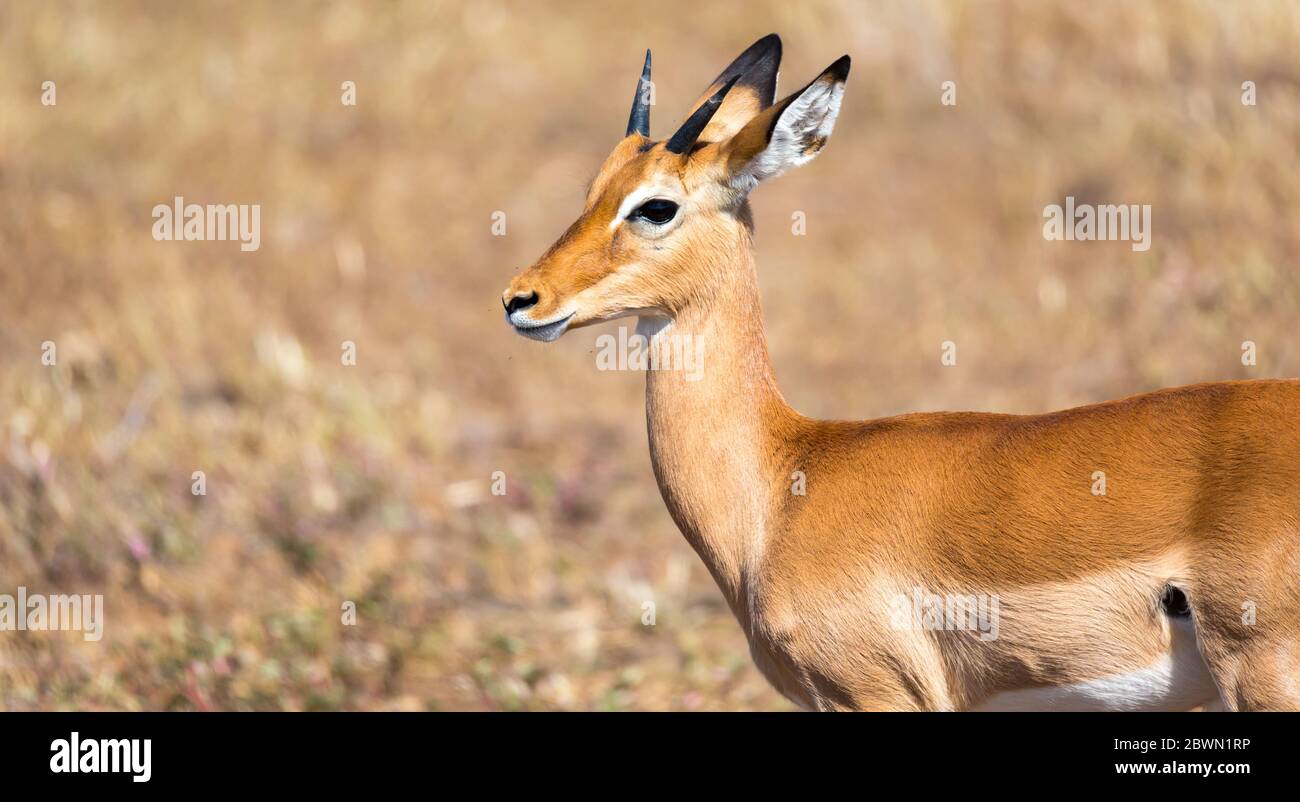 Antilope au milieu de la savane du Kenya Banque D'Images