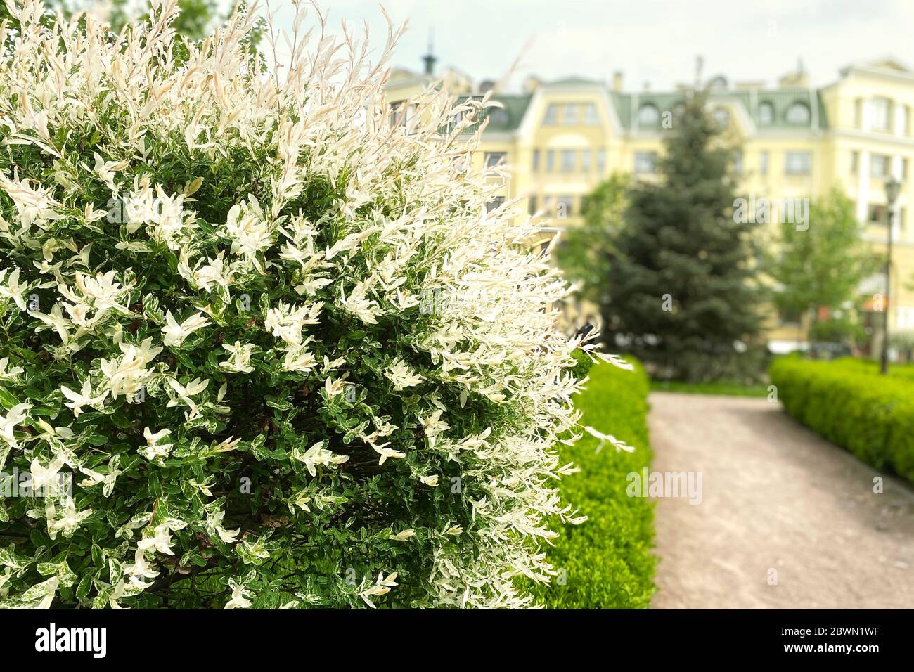 Salix integra, plante décorative de jardin blanc et vert. Bush du saule est entièrement à feuilles japonaises, Hakuro Nishiki. Concept de décoration urbaine. Banque D'Images