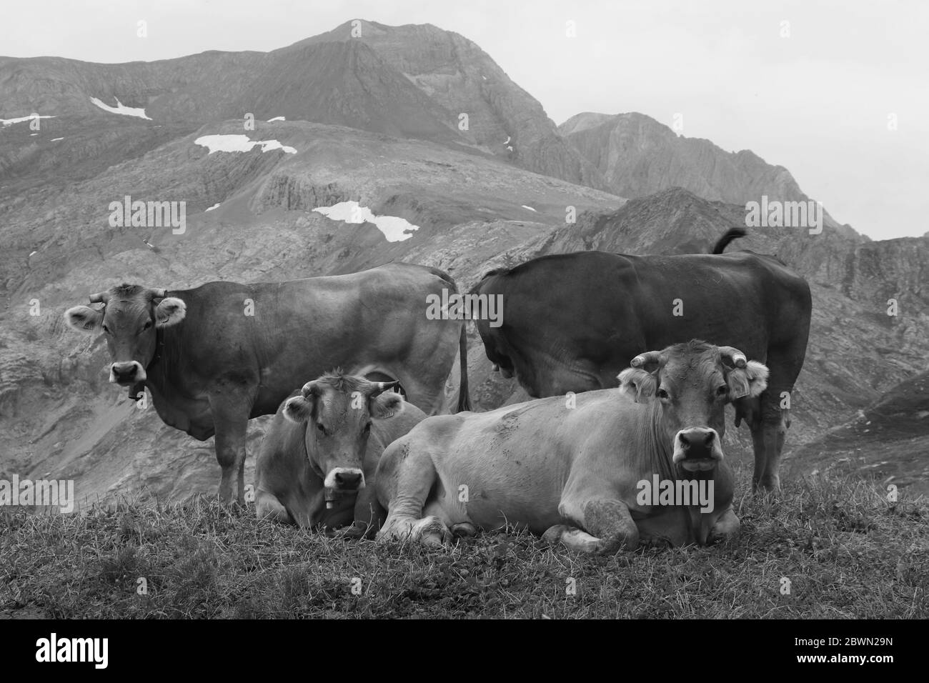 Portrait d'un troupeau de vaches paissant à flanc de colline avec des montagnes dans le bac Banque D'Images