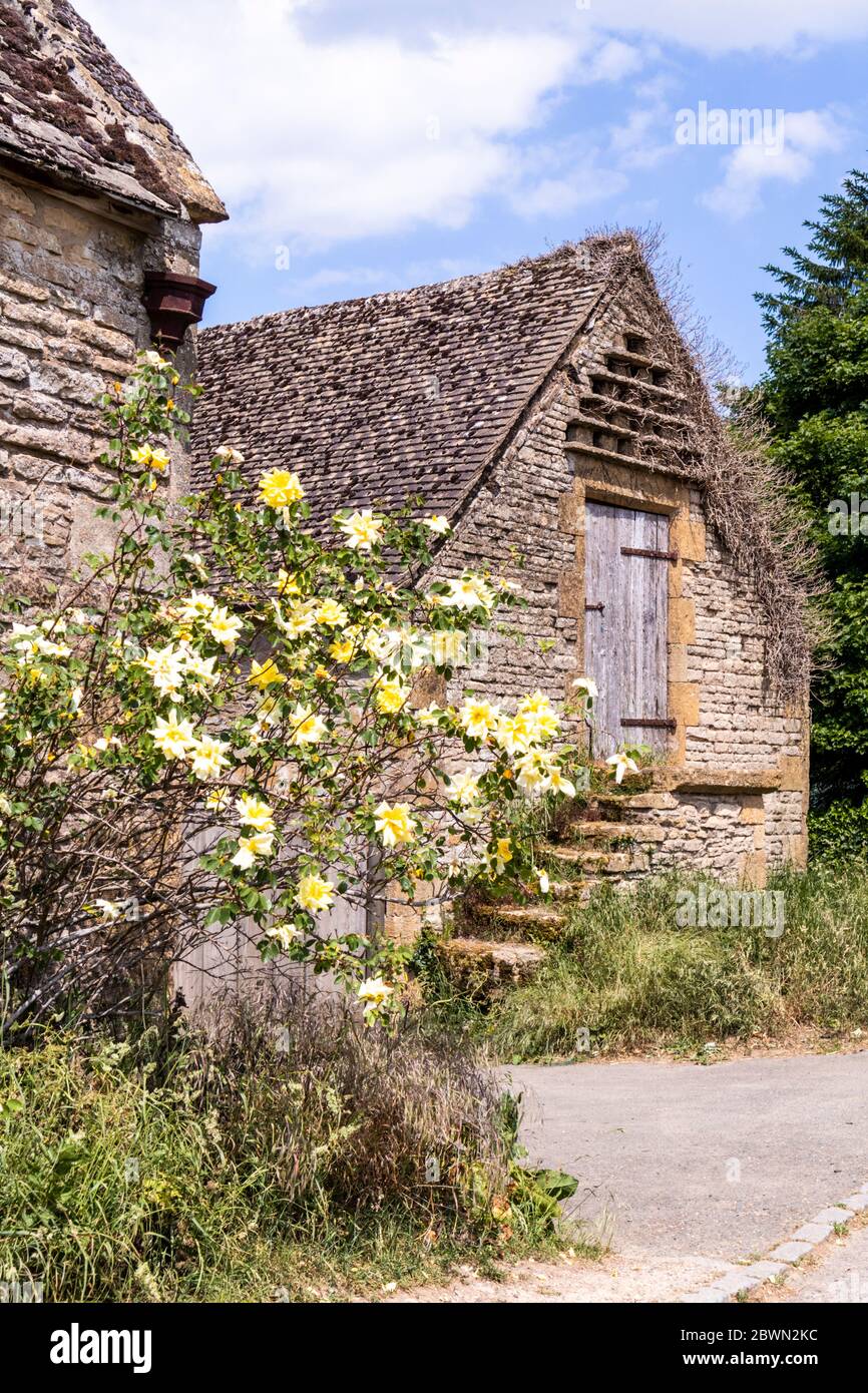 Une rose jaune à côté d'une ancienne grange en pierre dans le village Cotswold de Condicote, Gloucestershire, Royaume-Uni Banque D'Images