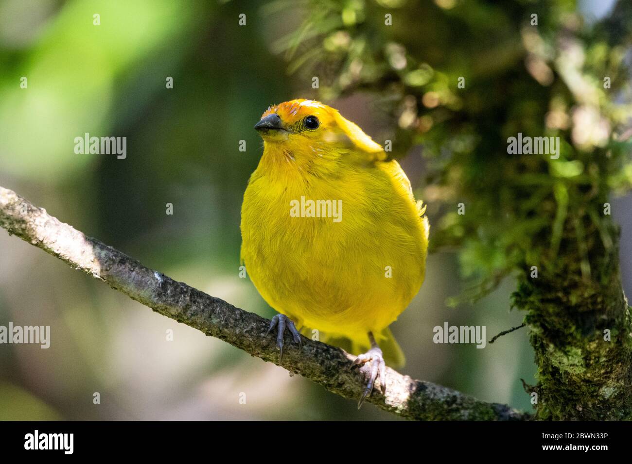 Magnifique oiseau tropical jaune sur la branche verte de la forêt tropicale de l'Atlantique, Serrinha do Alambari, montagnes de Mantiqueira, Rio de Janeiro, Brésil Banque D'Images