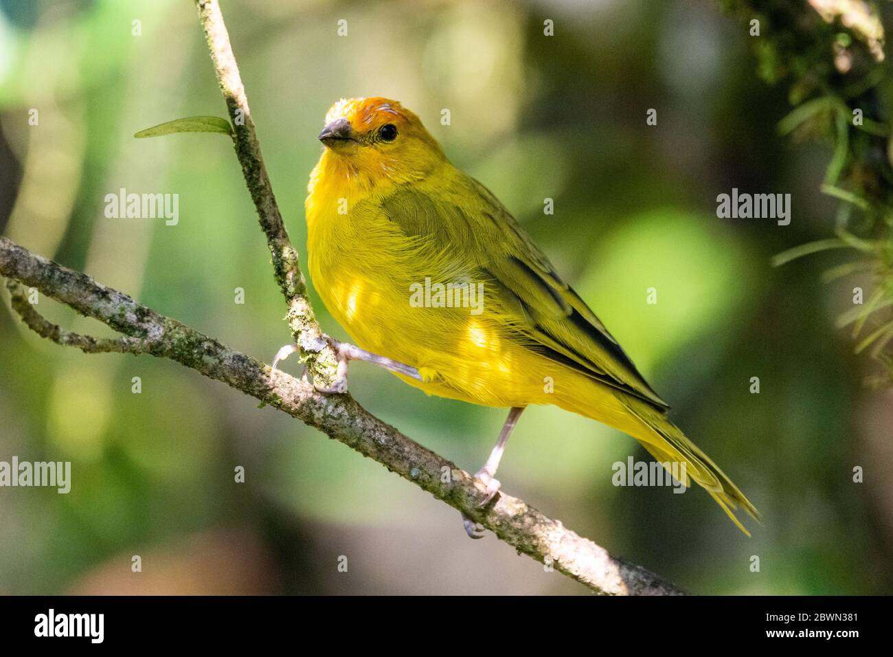 Magnifique oiseau tropical jaune sur la branche verte de la forêt tropicale de l'Atlantique, Serrinha do Alambari, montagnes de Mantiqueira, Rio de Janeiro, Brésil Banque D'Images