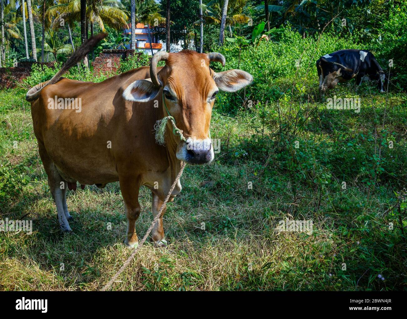 Vache brune avec corde à travers le nez Banque D'Images