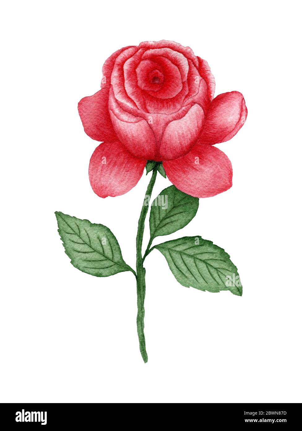 rose rouge aquarelle isolée sur blanc, jolie illustration botanique avec fleur de rose Banque D'Images