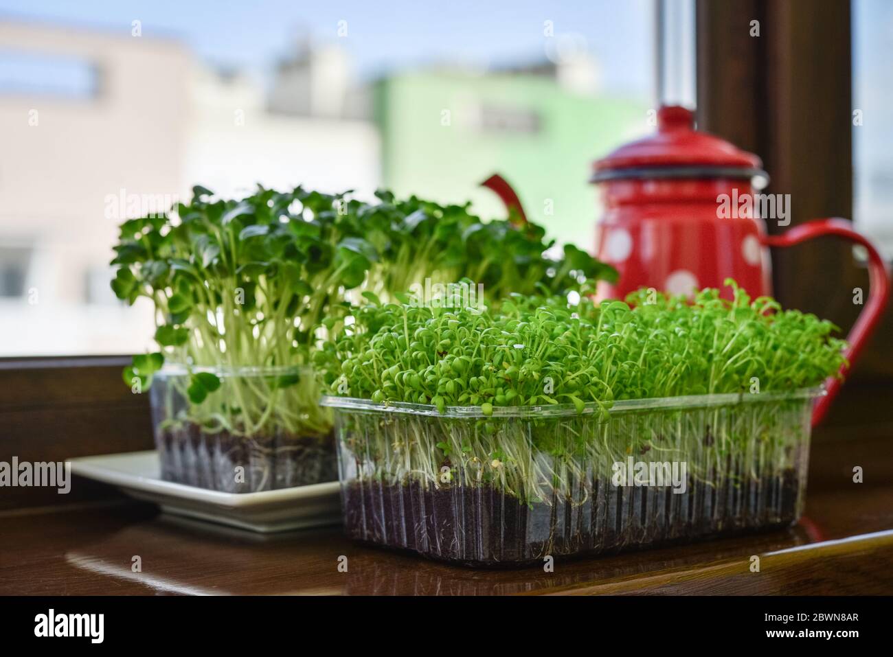 Microgreen de cresson de jardin et radis daikon, jeunes plantes, dans un contenant en plastique sur la fermeture de seuil de fenêtre Banque D'Images