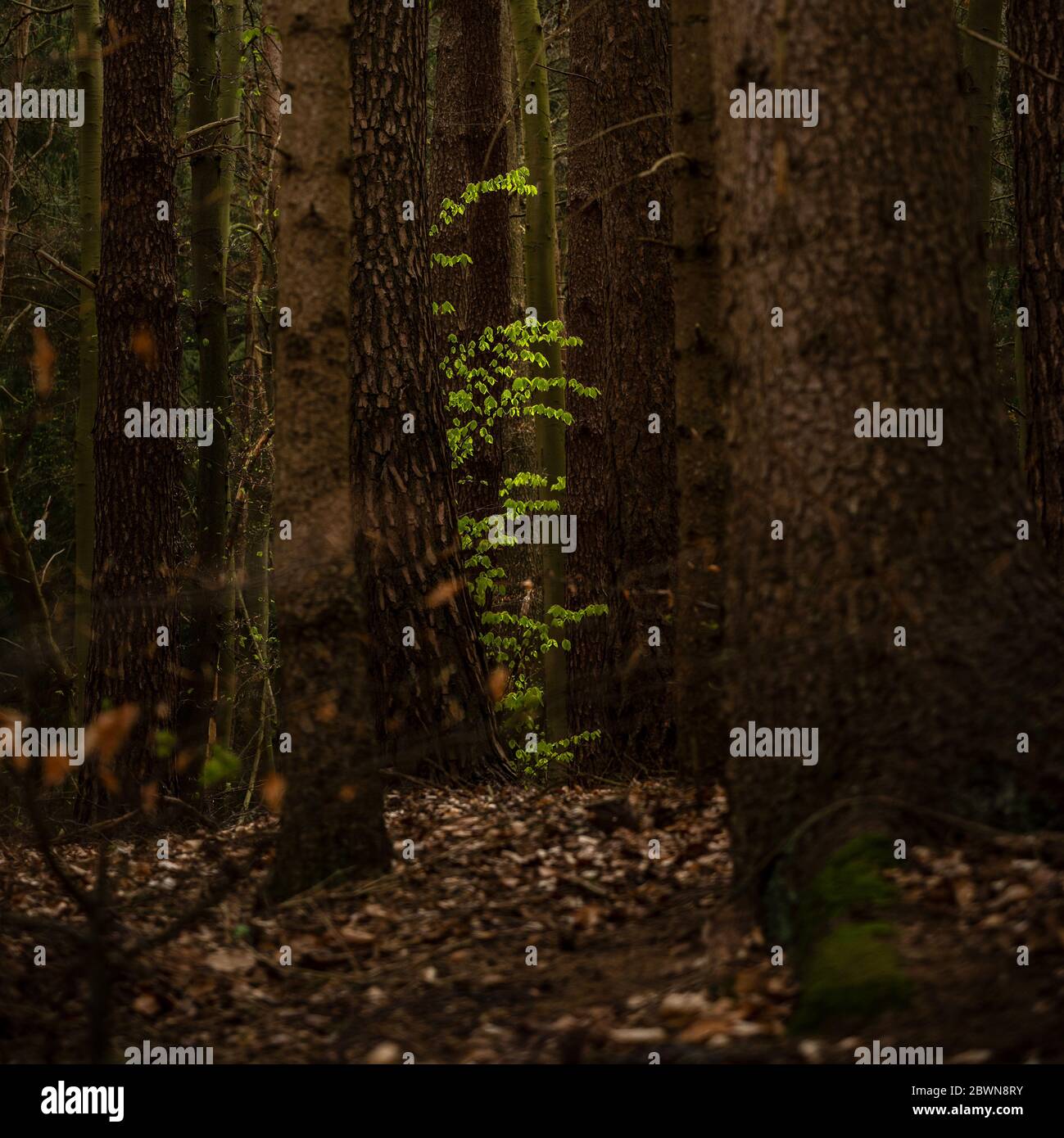 Jeunes feuilles de hêtre vert entre les troncs d'arbres anciens dans une forêt sombre, espace de copie, foyer sélectionné, profondeur de champ étroite Banque D'Images