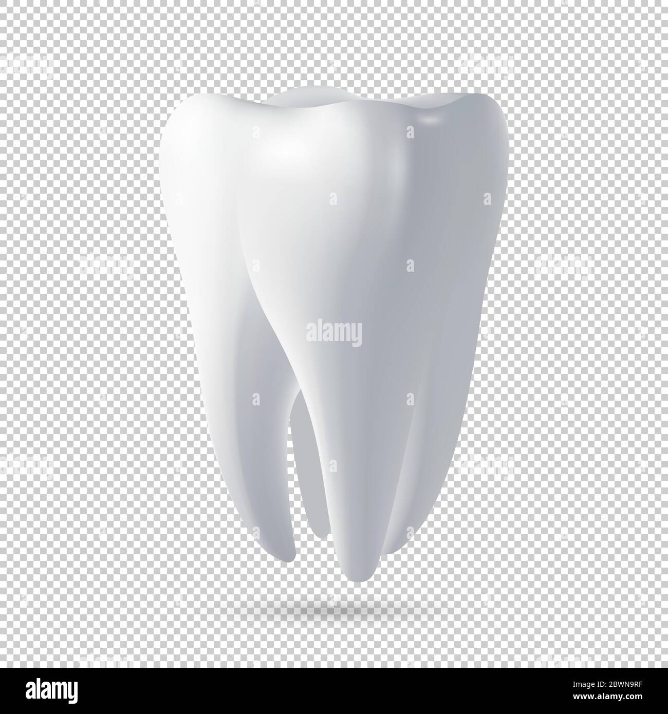 Icône de dent humaine vectorielle réaliste. Modèle de conception. Illustration de Vecteur