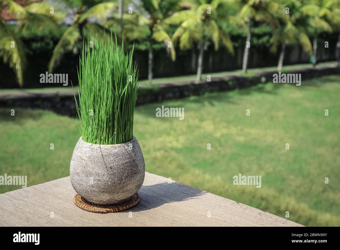 Pot d'herbe dans un café tropical. Concept de décoration. Herbe décorative dans le pot de fleurs. Un pot avec de l'herbe verte sur fond flou. Banque D'Images