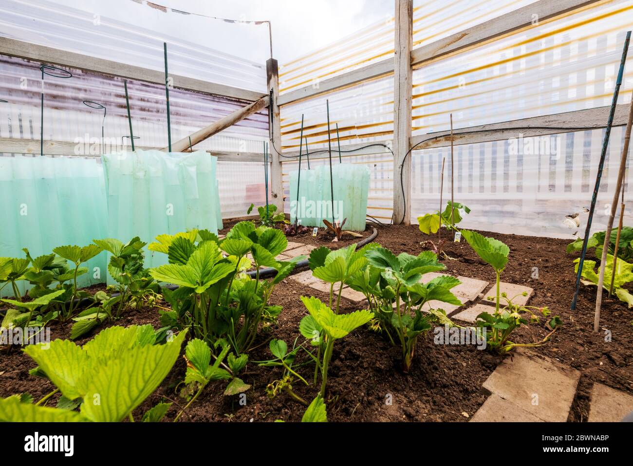 Jardin potager résidentiel fraîchement planté. Les parois en plastique retiennent la chaleur de jour en soirée. Banque D'Images