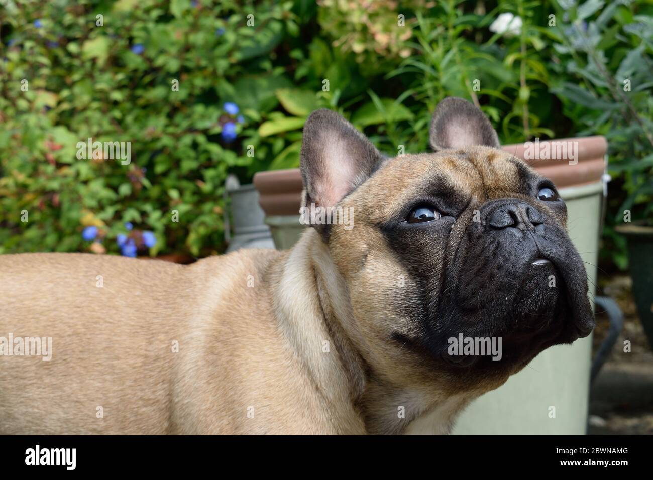 Adorable Bulldog français dans un jardin vert Banque D'Images