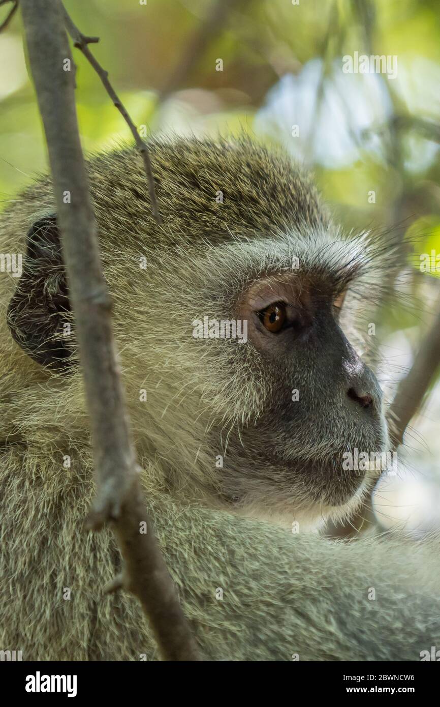 Gros plan dirigez-vous vers un singe Vervet assis sur un arbre à la chute d'eau Victoria, Zambie, Selected Focus Banque D'Images