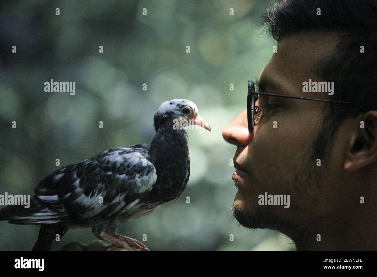 Un beau pigeon dans les mains d'un garçon Banque D'Images