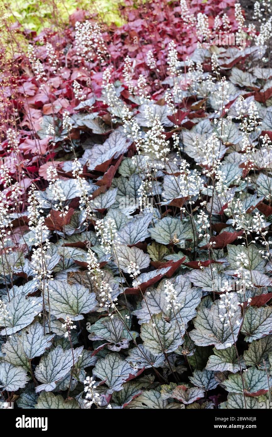 Feuillage contrasté lit de jardin Heucheras feuilles lit de fleurs Heuchera 'Northern Exposure Red' Heucherella 'Crépuscule' Dark Decorative Garden Botanical Banque D'Images