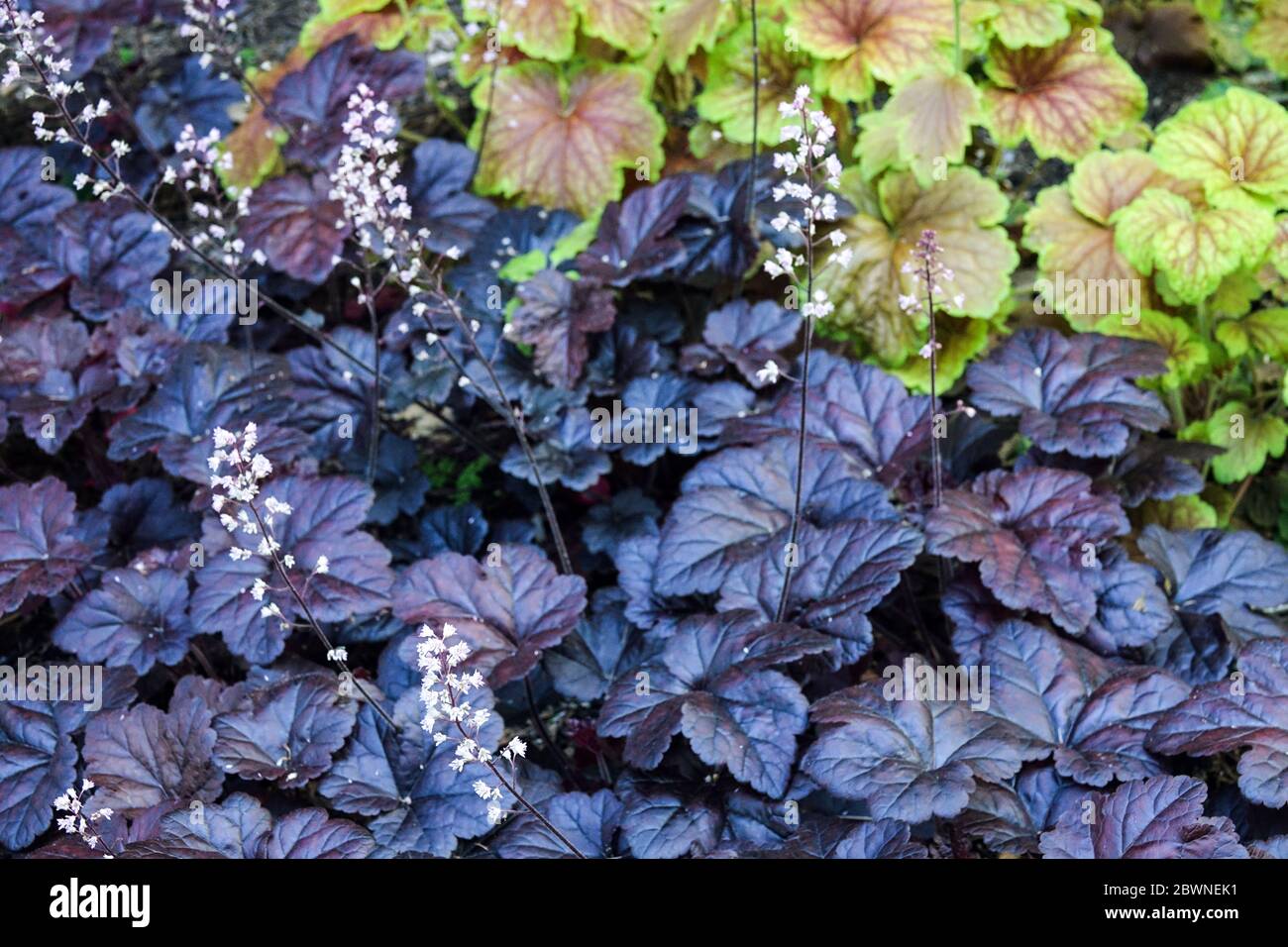 Cloches mousseuses Heucherella 'Onyx' contraste feuilles foncées brillant feuilles violettes foncées apparaissent presque noir petites fleurs blanches Heuchera 'Delta Dawn' ombragé Banque D'Images